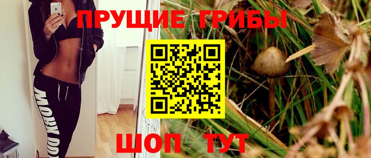 Псилоцибиновые грибы GOLDEN TEACHER Тара